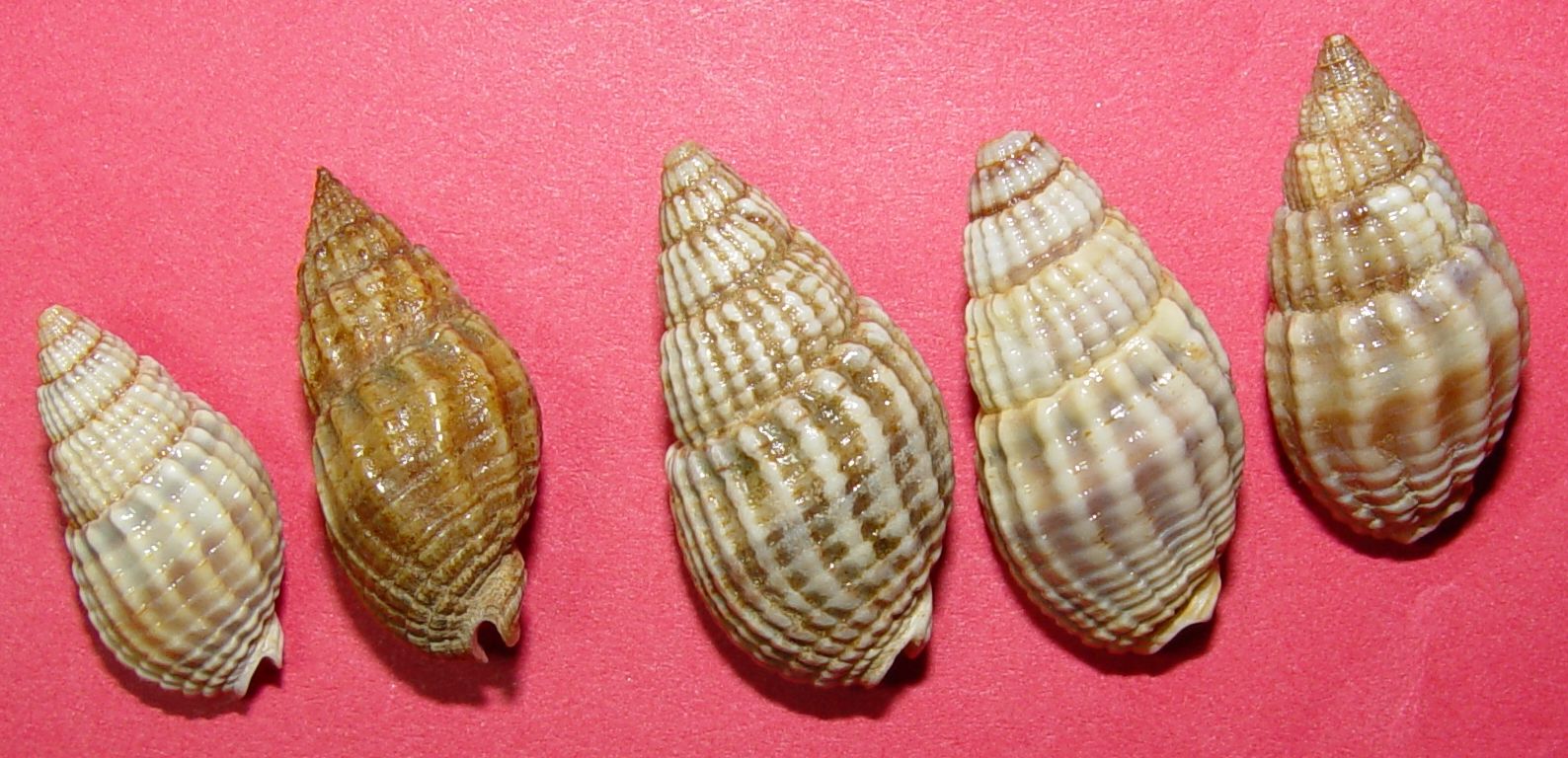 Nassarius nitidus