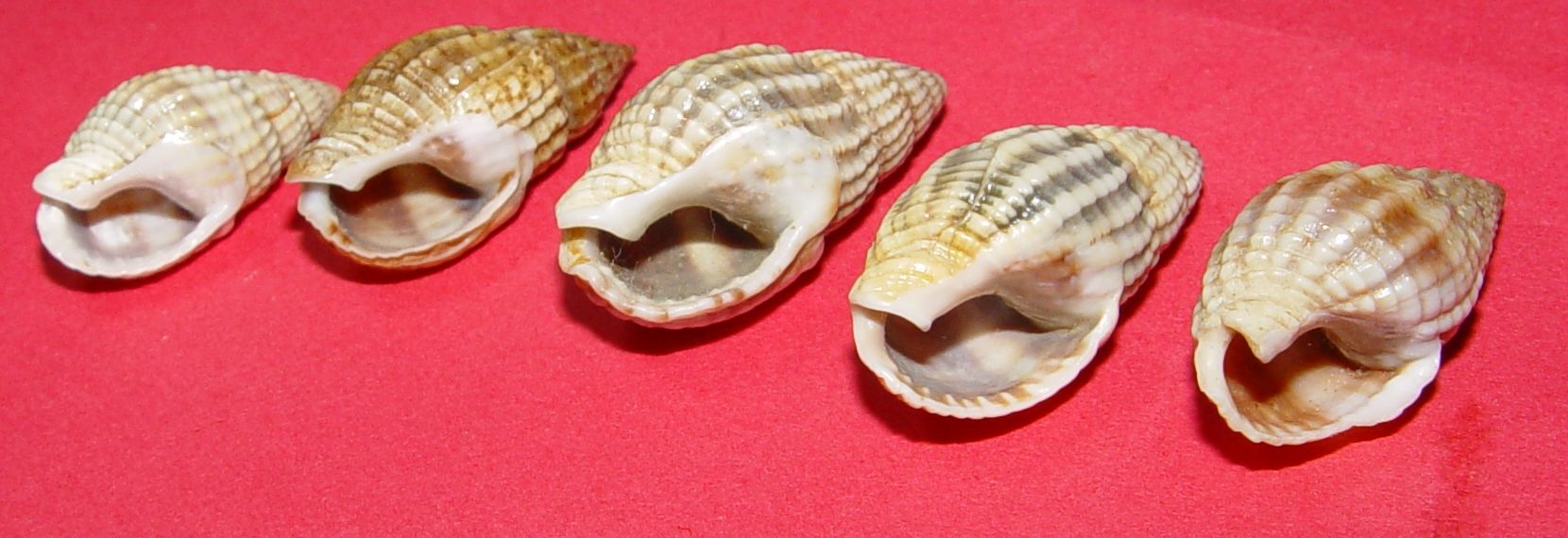 Nassarius nitidus