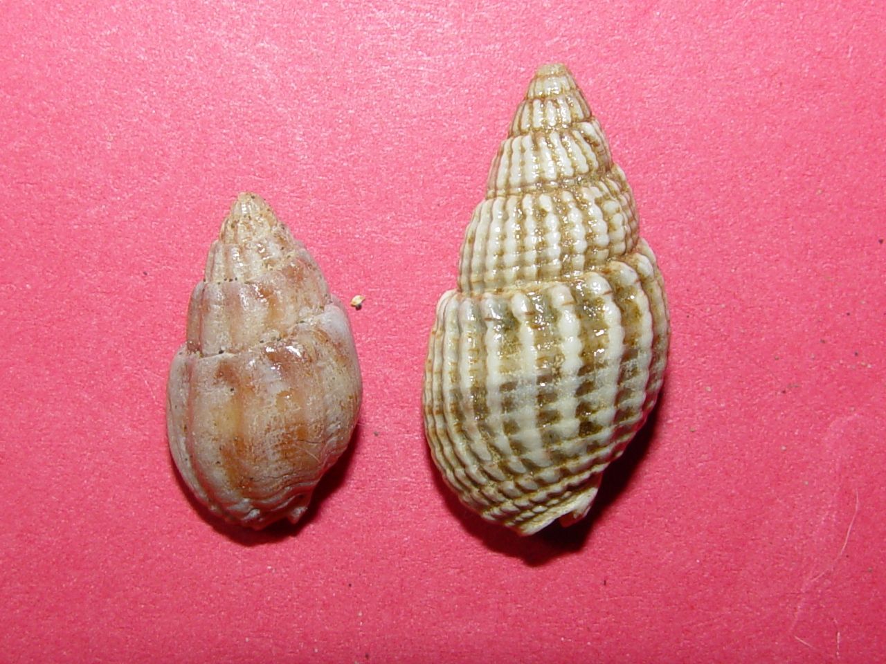 Nassarius nitidus