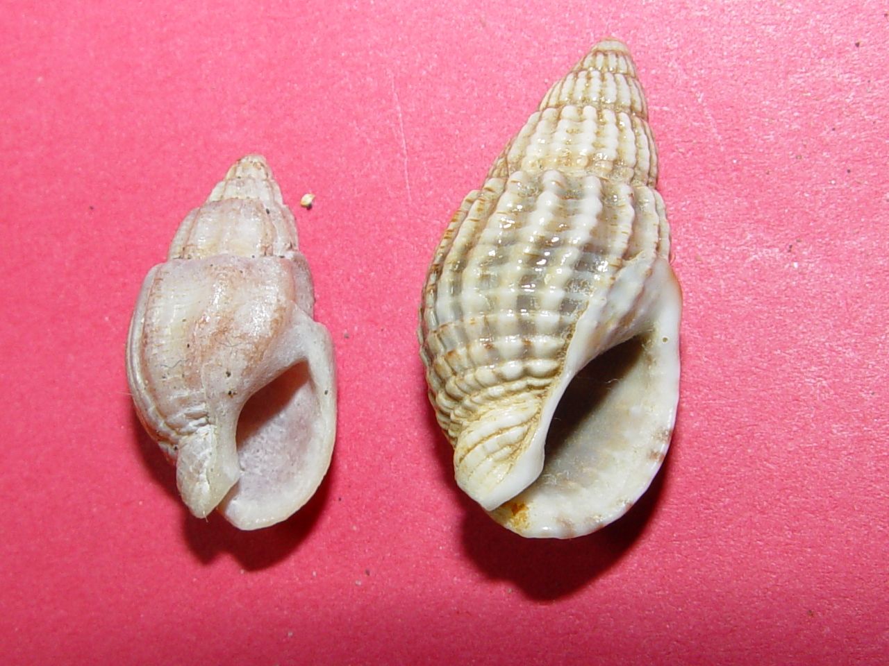 Nassarius nitidus
