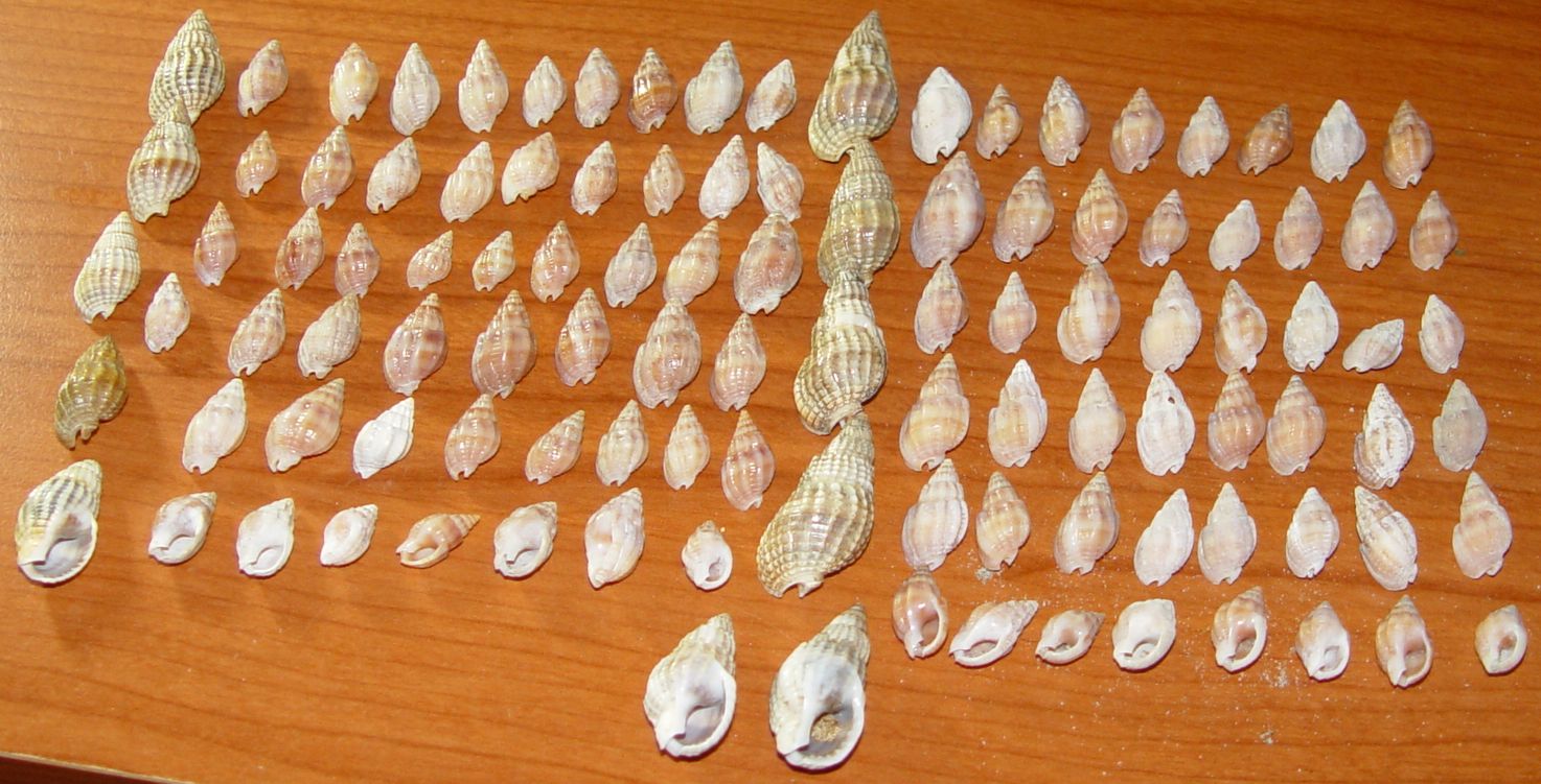 Nassarius nitidus