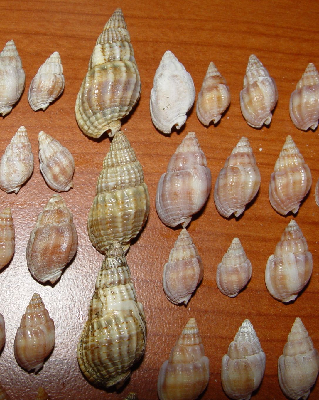 Nassarius nitidus