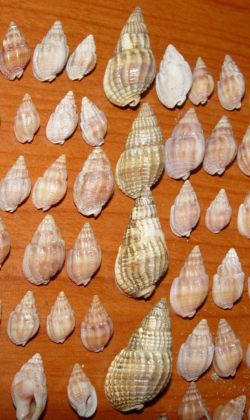 Nassarius nitidus
