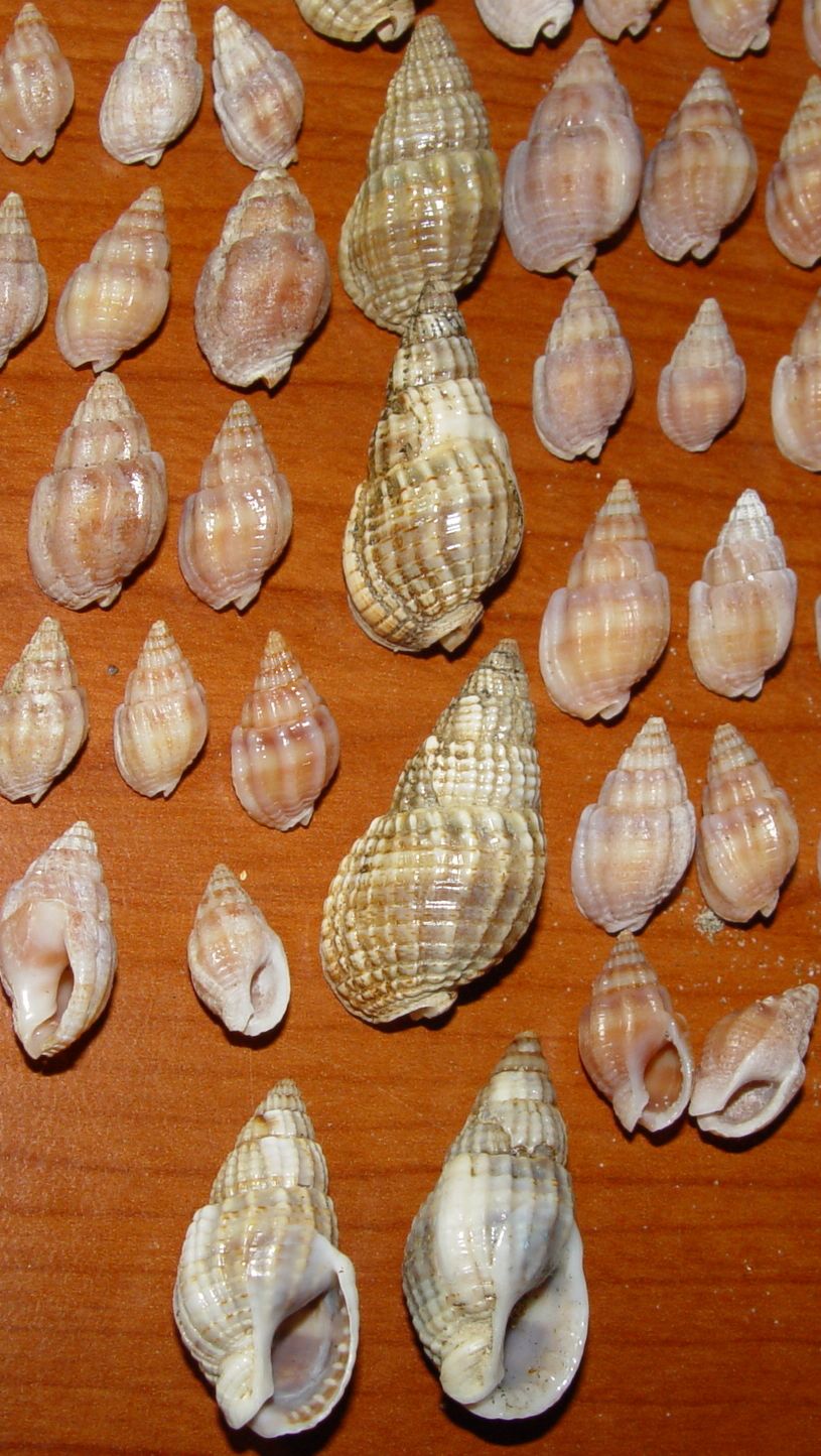 Nassarius nitidus