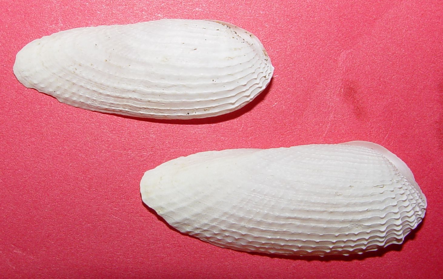 Barnea candida