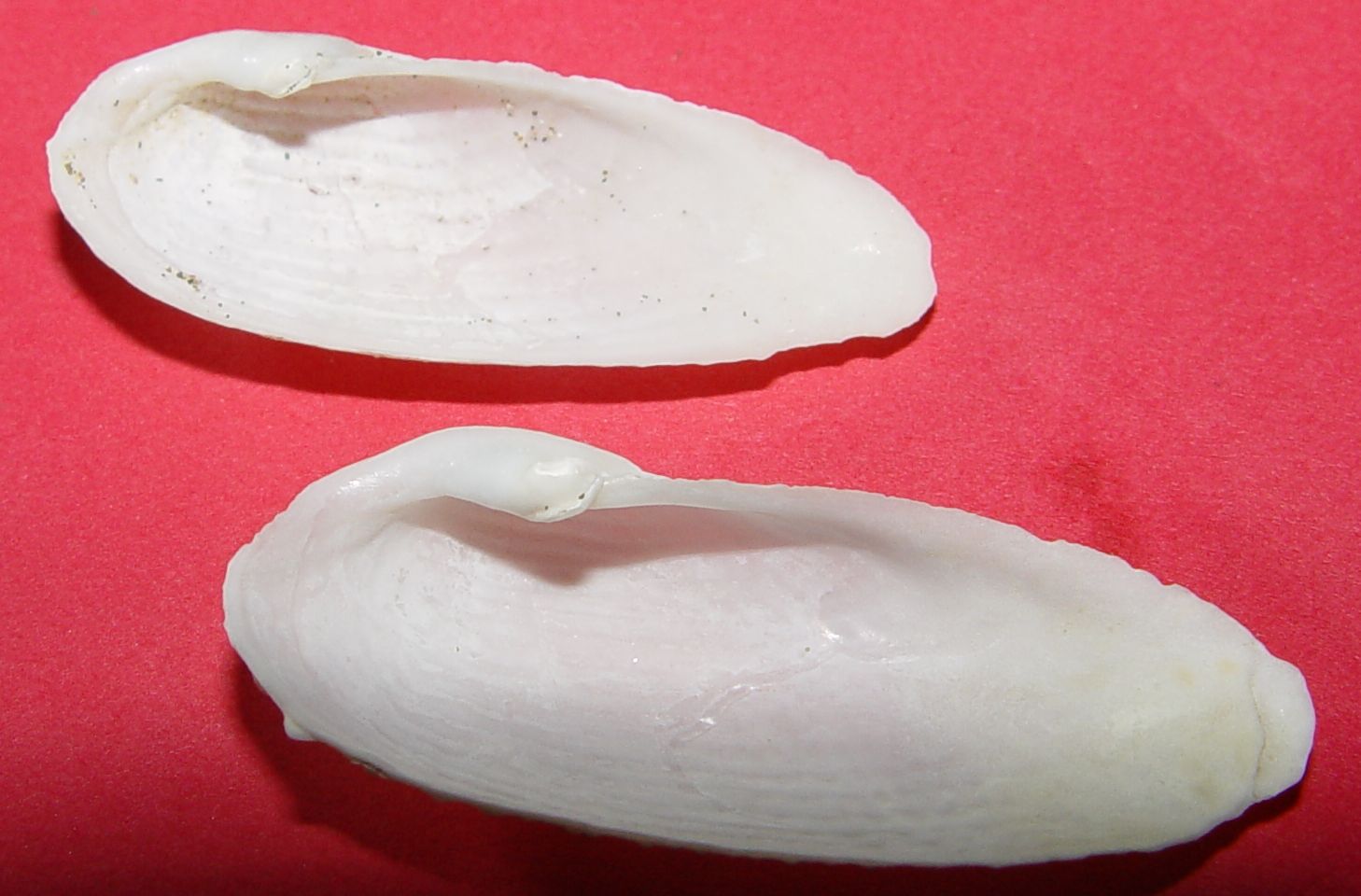 Barnea candida
