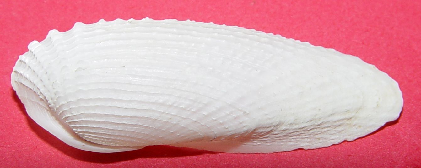 Barnea candida