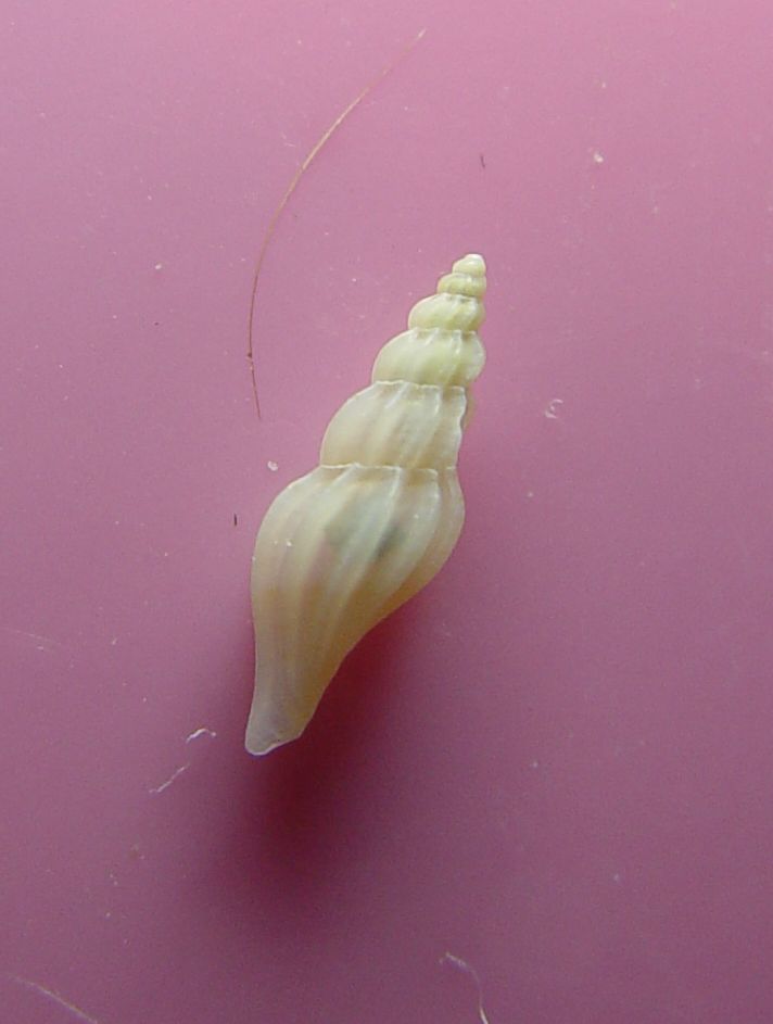 Mangelia attenuata