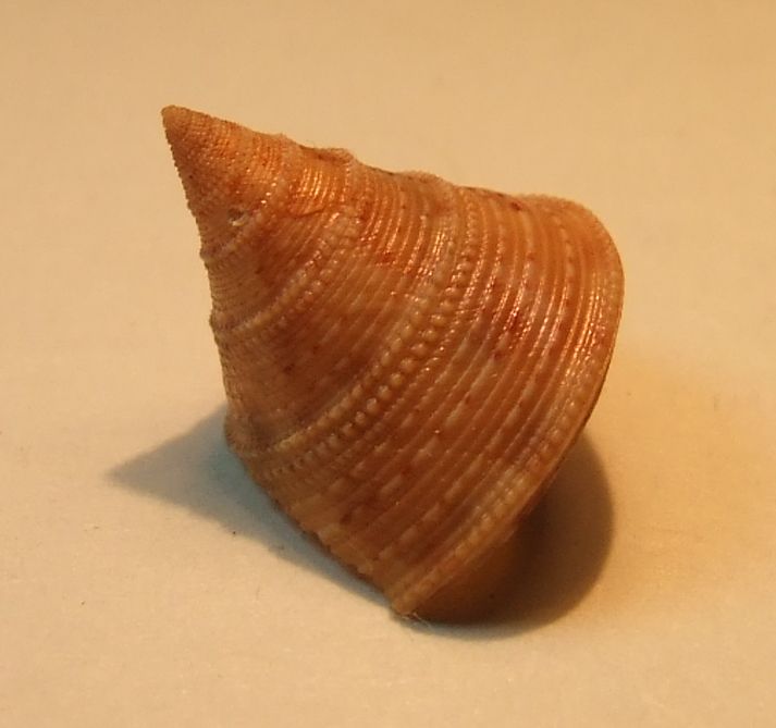 Calliostoma granulatum