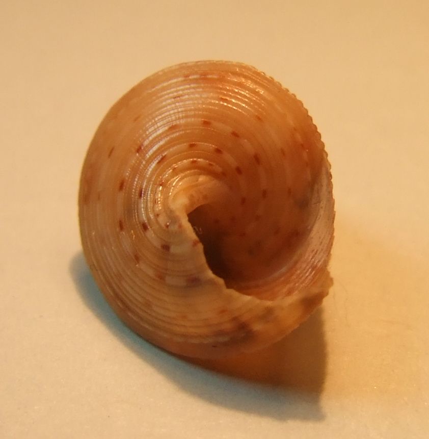 Calliostoma granulatum