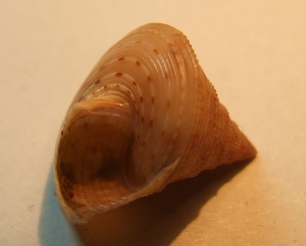 Calliostoma granulatum