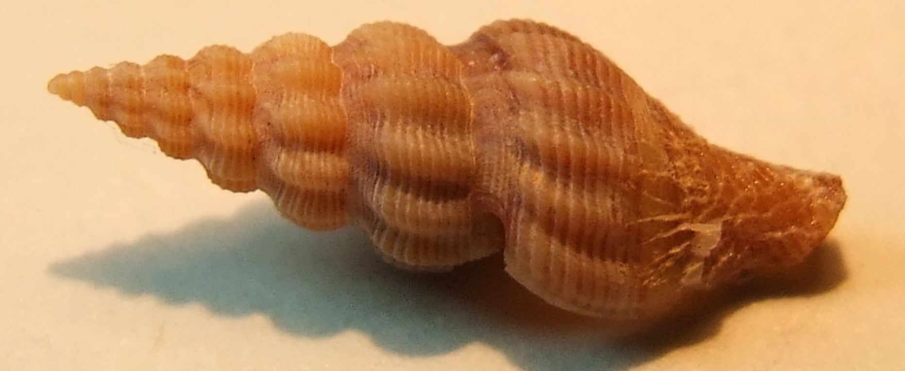 Comarmondia gracilis