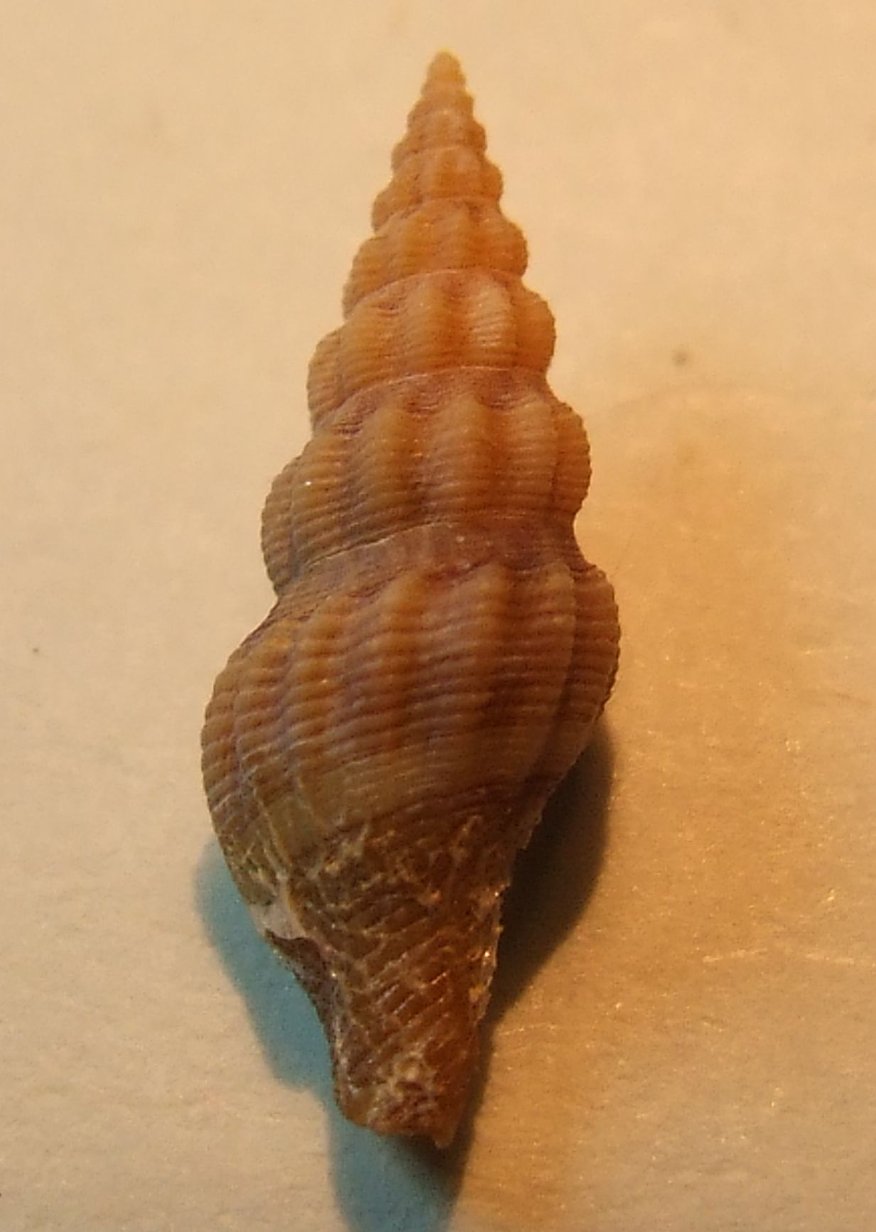 Comarmondia gracilis