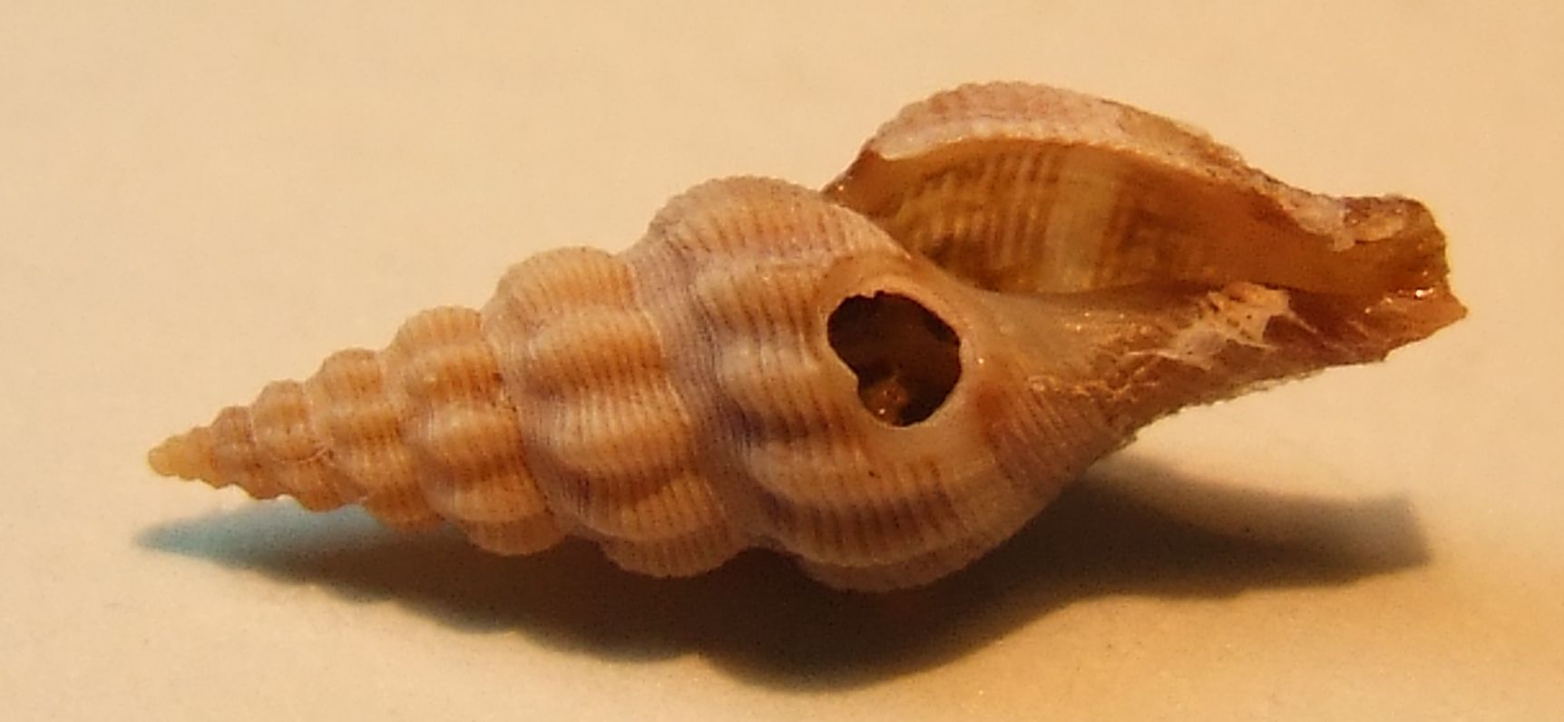 Comarmondia gracilis