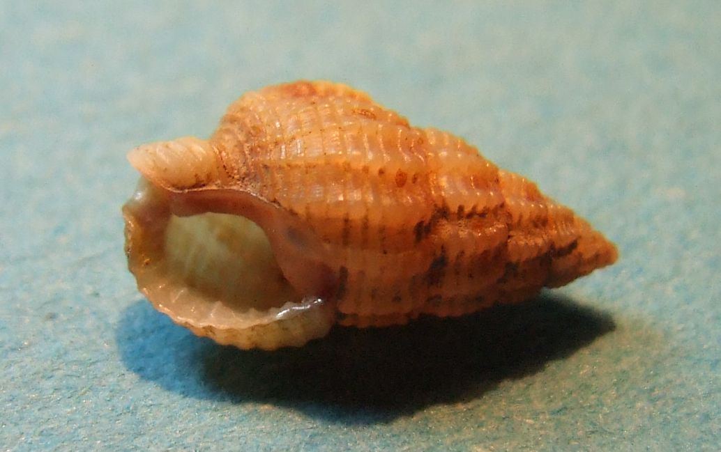 Nassarius pygmaeus