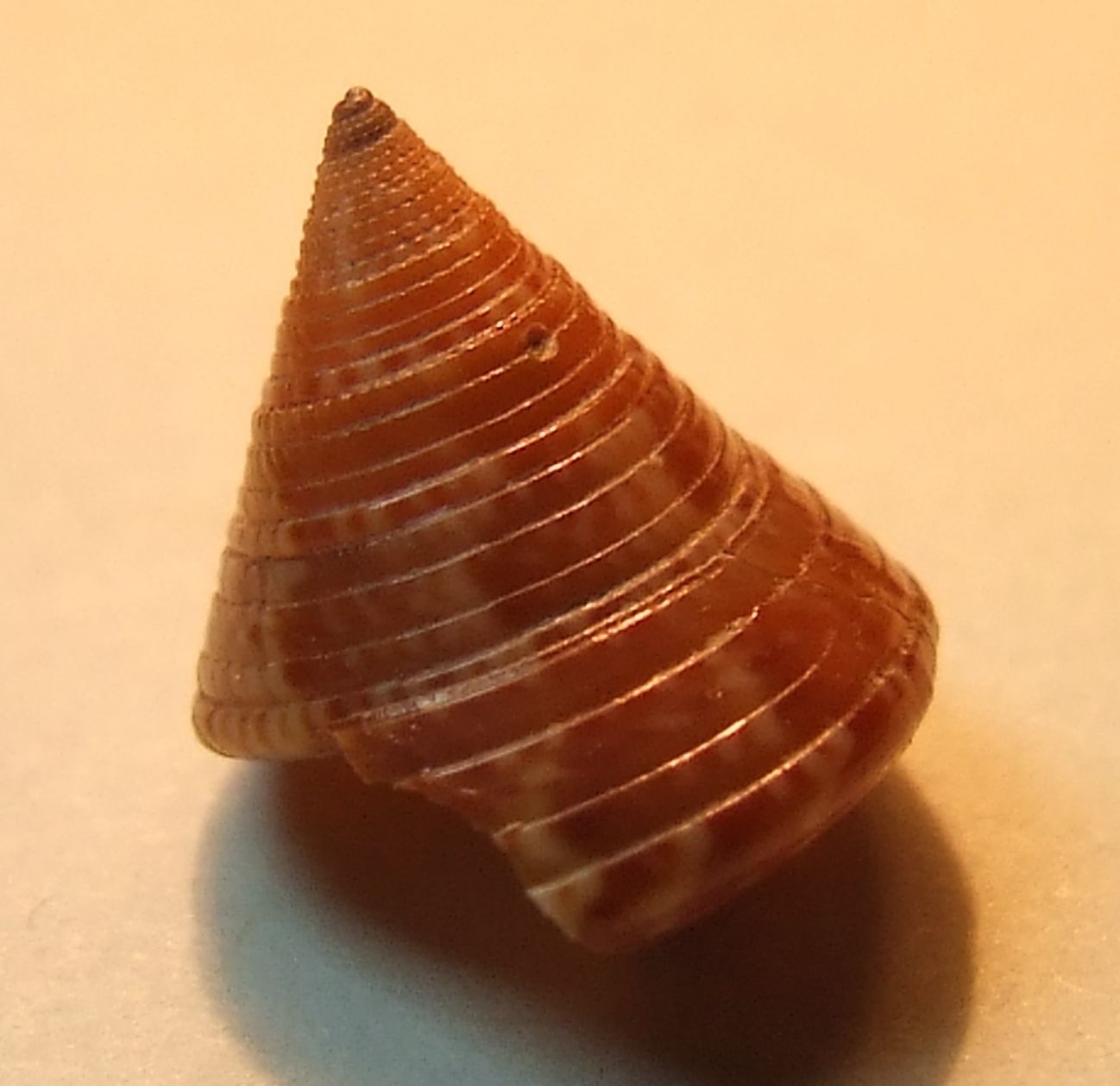Calliostoma dubium