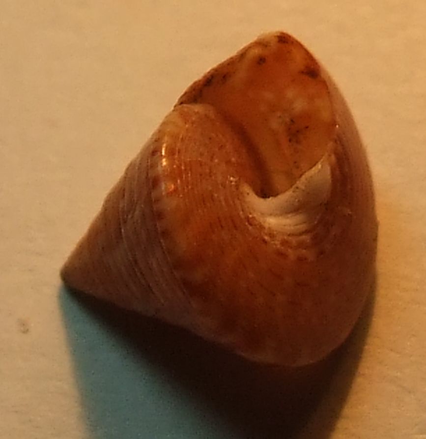 Calliostoma dubium