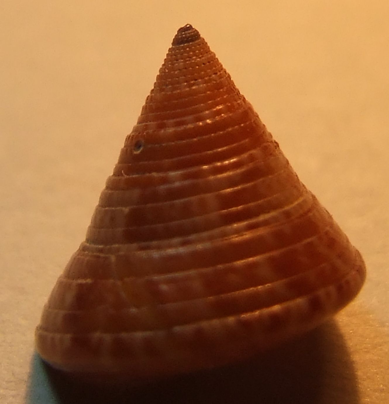Calliostoma dubium