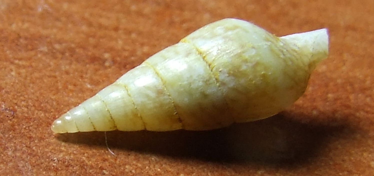 Mitrella minor