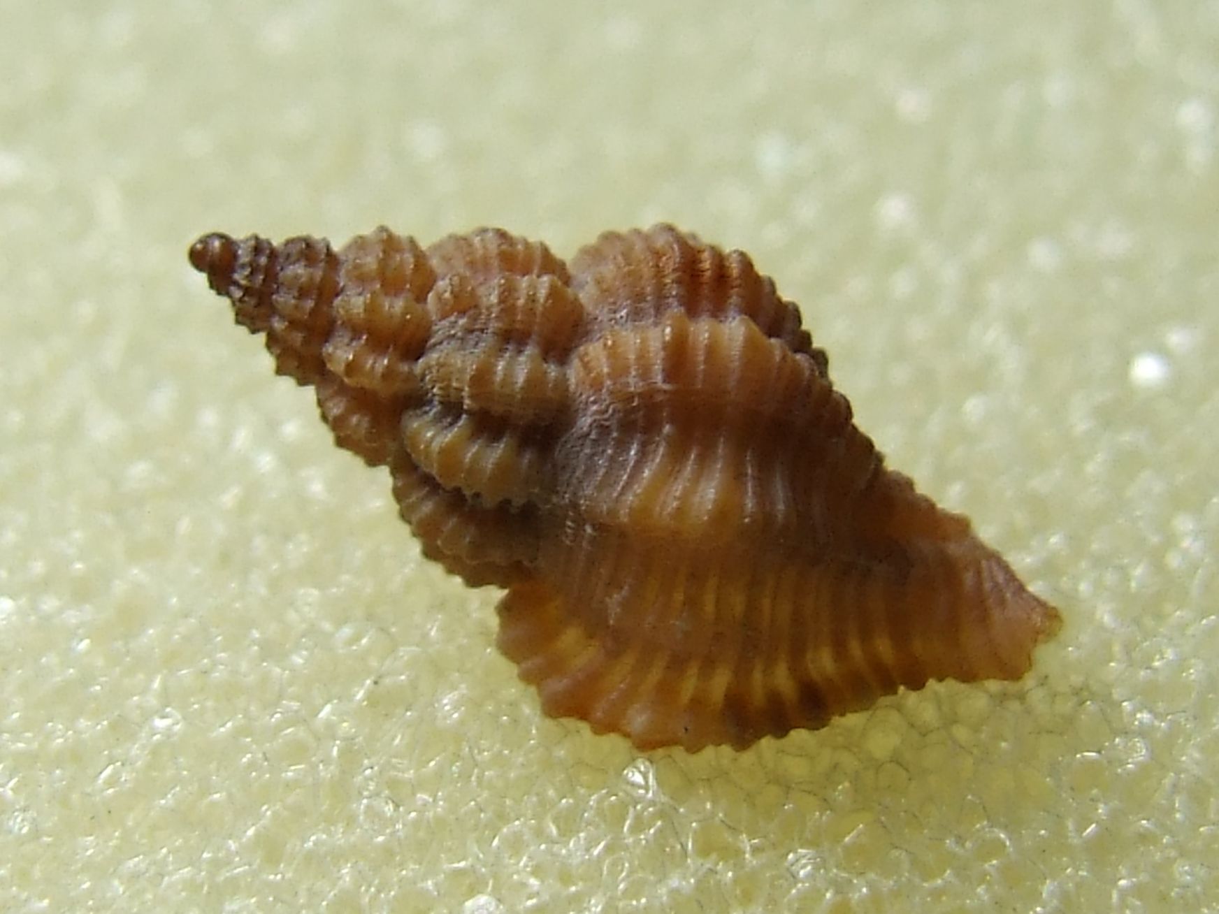 Ocinebrina helleri