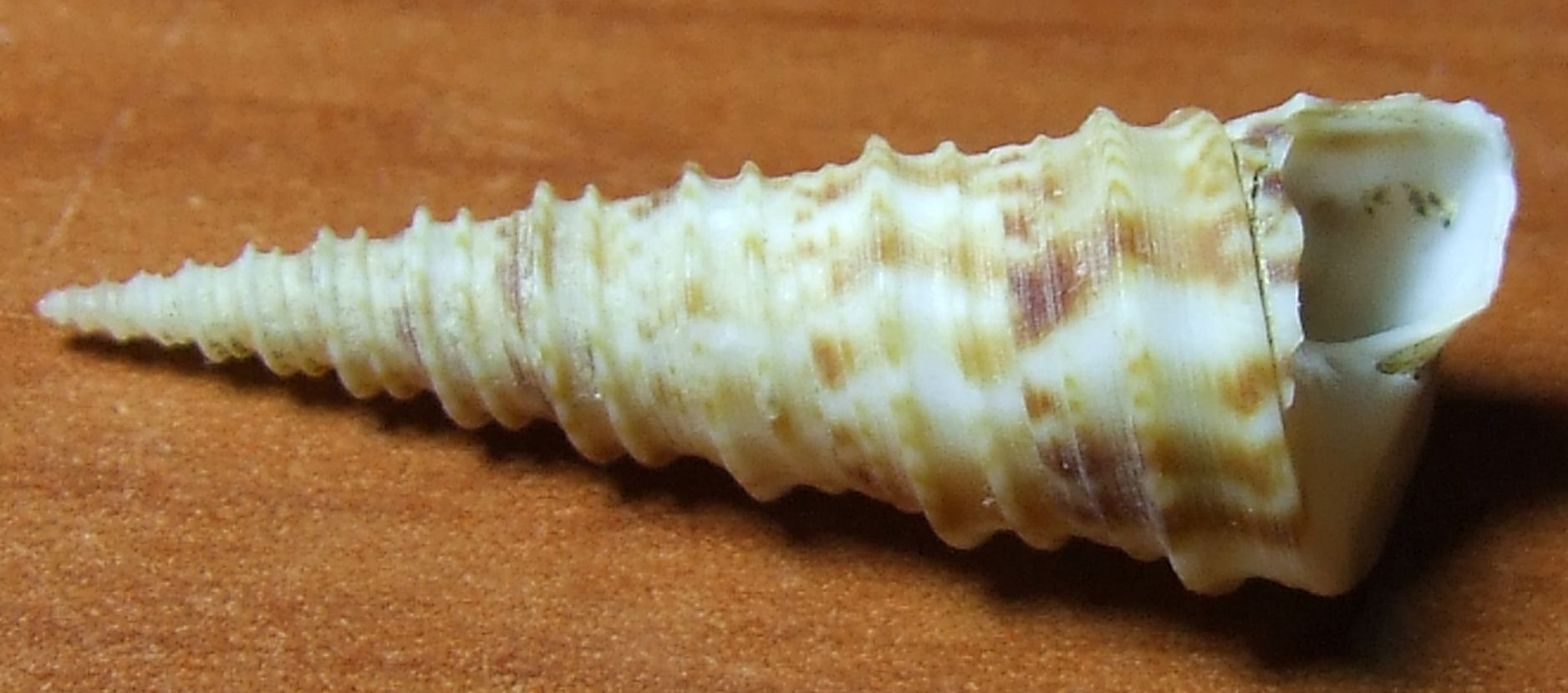 Turritella turbona