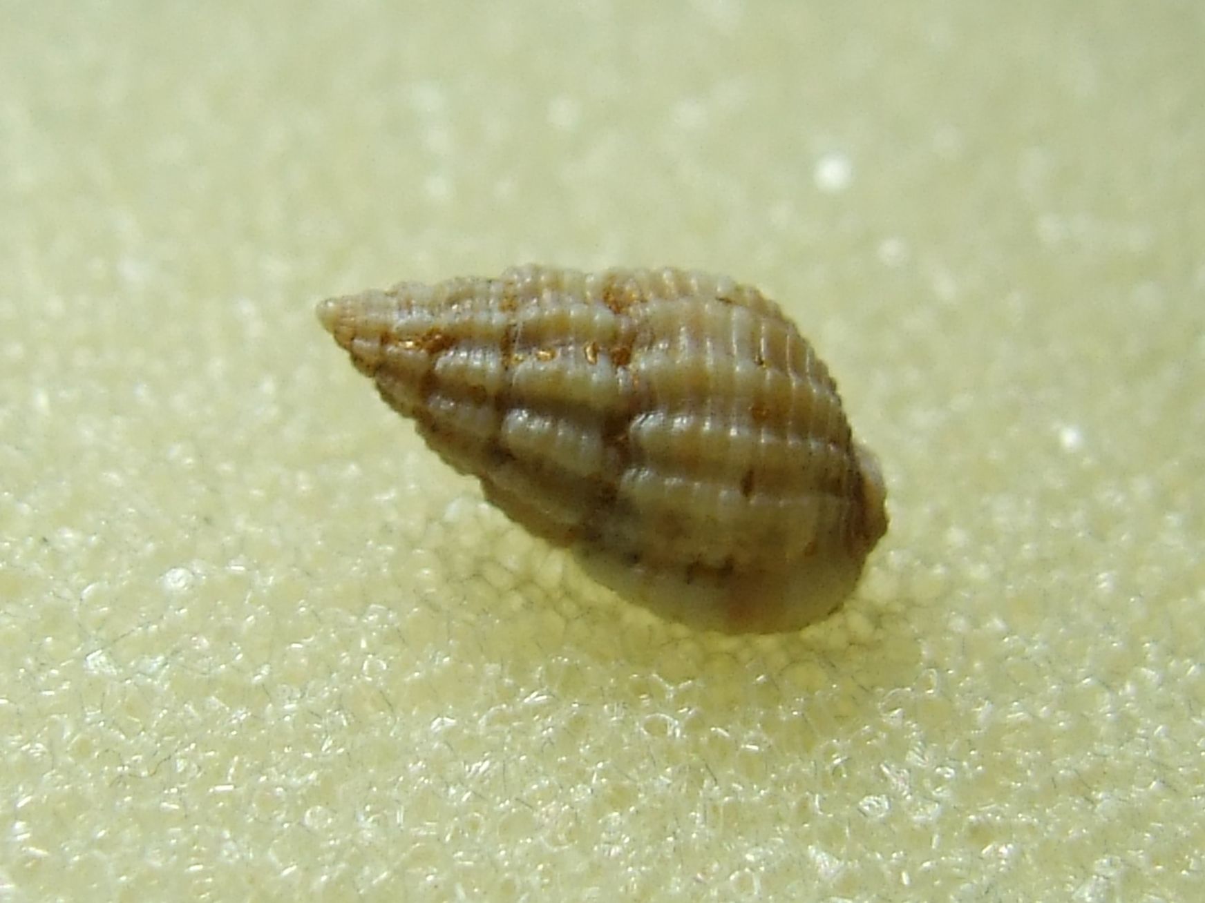 Nassarius pygmaeus