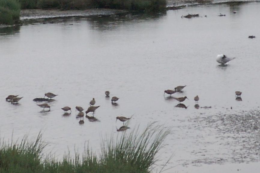 Comacchio, fiera del birdwatching , 100 specie in un giorno