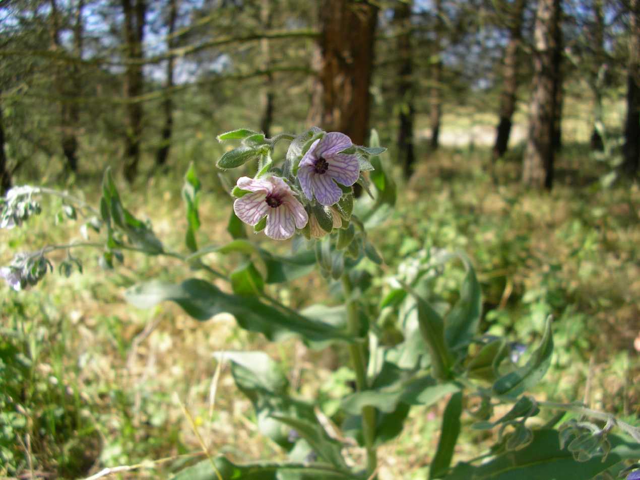 Cynoglossum creticum / Lingua di cane a fiori variegati
