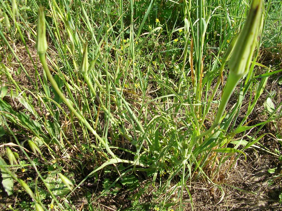 Tragopogon porrifolius / Barba di Becco violetta
