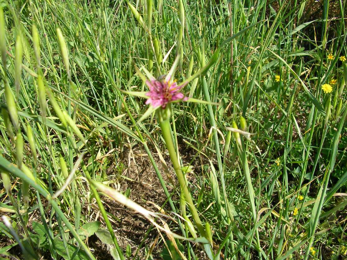 Tragopogon porrifolius / Barba di Becco violetta