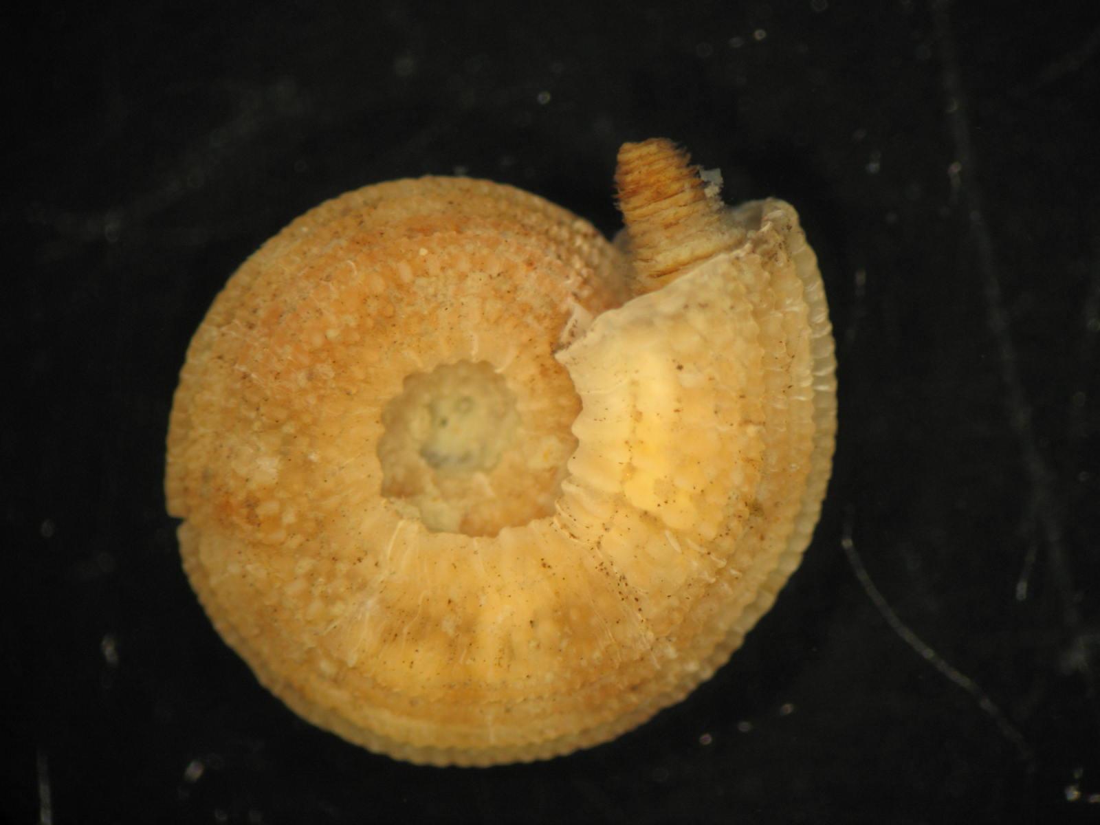 Pseudotorinia architae (Costa O.G., 1841)