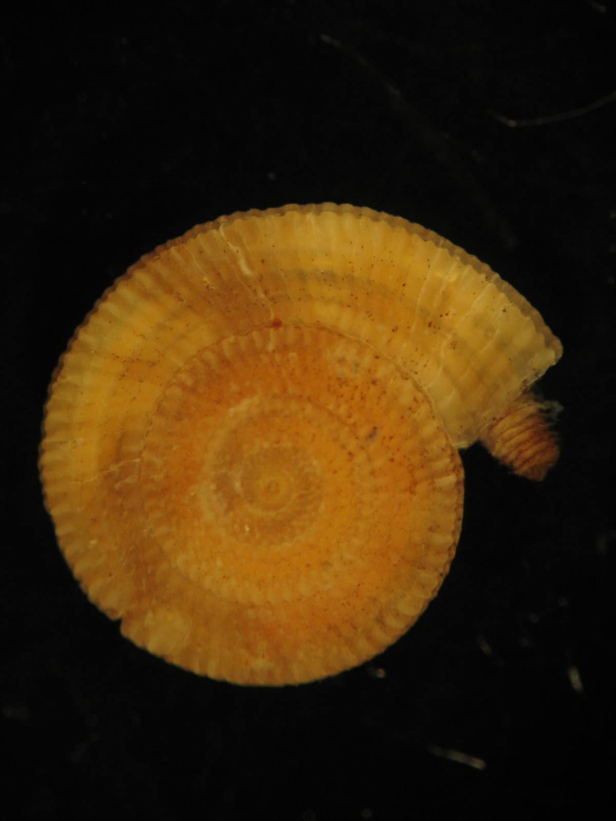 Pseudotorinia architae (Costa O.G., 1841)