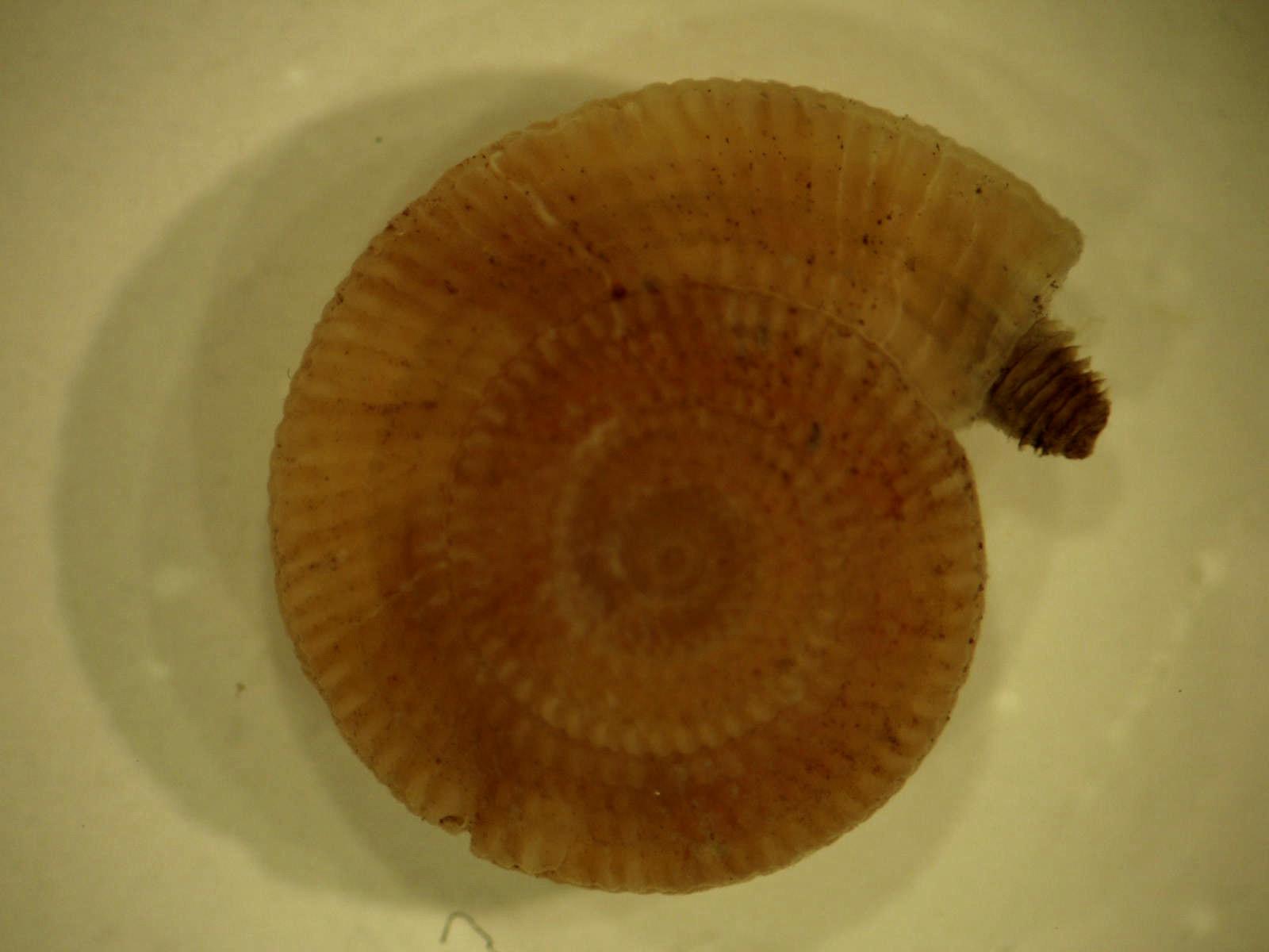 Pseudotorinia architae (Costa O.G., 1841)