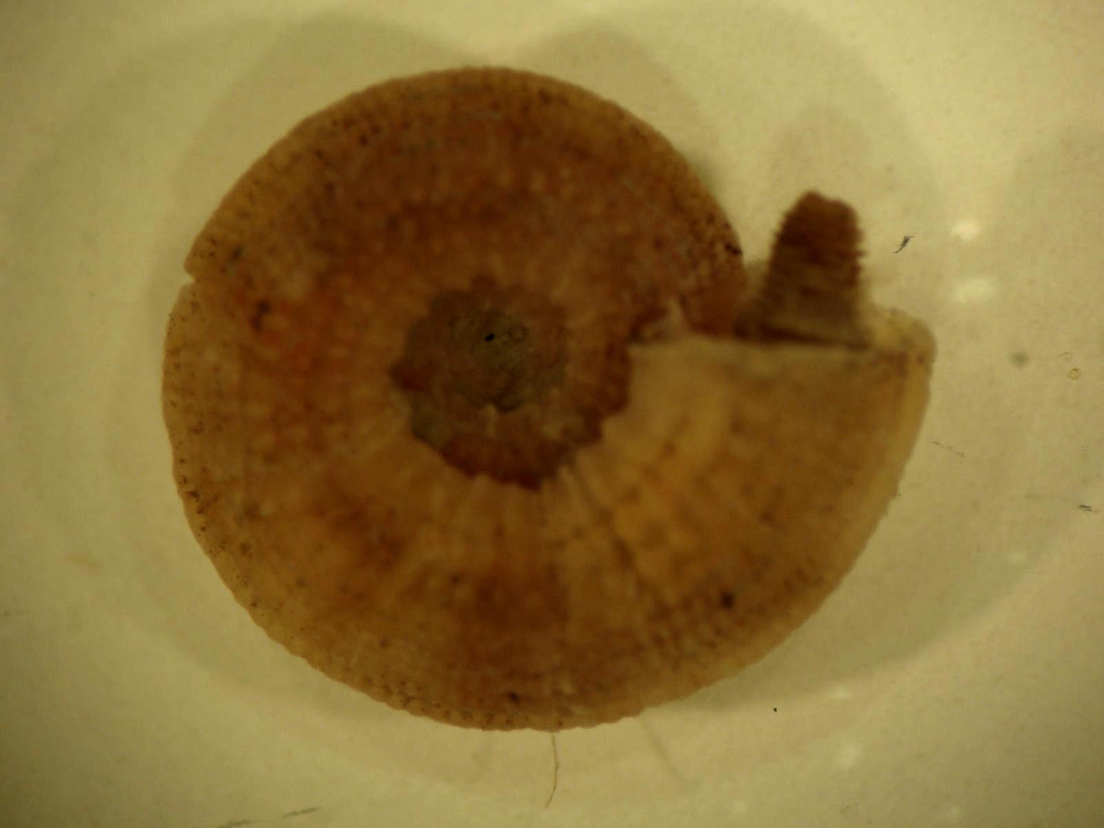 Pseudotorinia architae (Costa O.G., 1841)