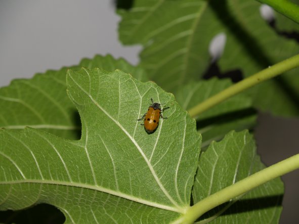 Lachnaia caprai e altri coleotteri