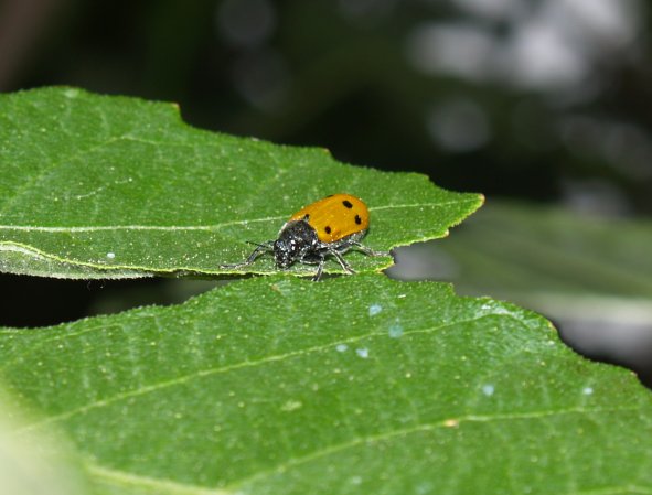 Lachnaia caprai e altri coleotteri