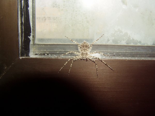 Philodromus sp.