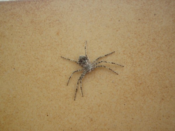 Philodromus sp.