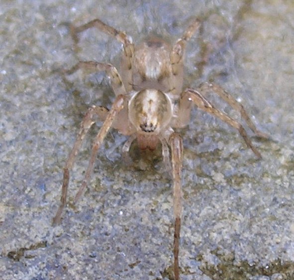 Identificazione ragnetto (Anyphaena sp.)