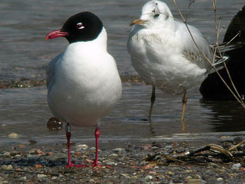 Cercasi Immagini Avifauna