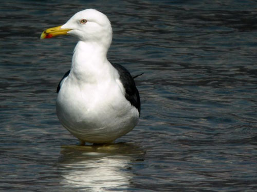 Cercasi Immagini Avifauna