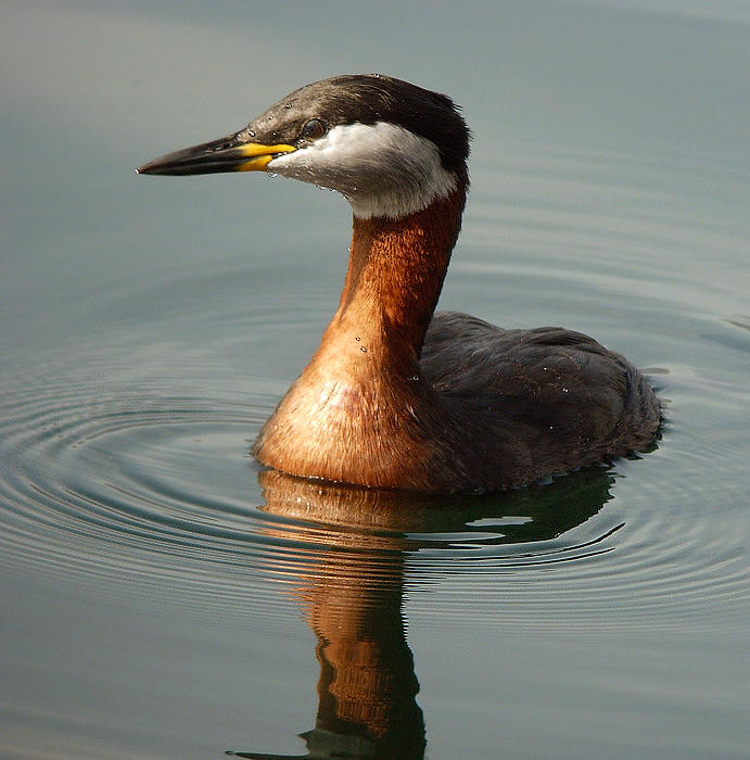 Svasso collorosso Podiceps grisigena