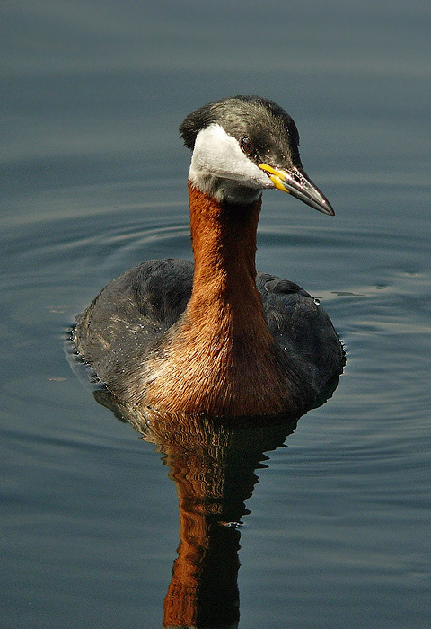 Svasso collorosso Podiceps grisigena