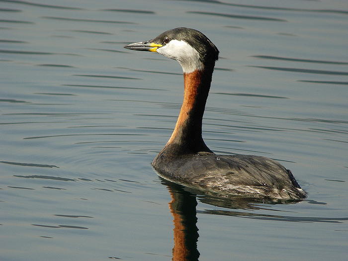 Svasso collorosso Podiceps grisigena