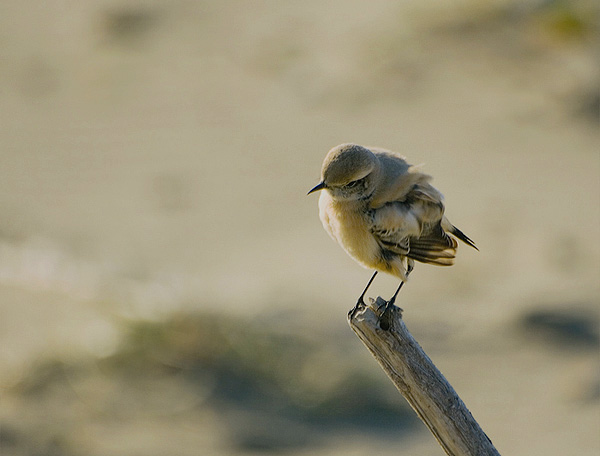 consiglio reflex nikon