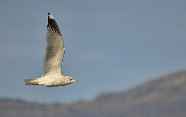 consiglio reflex nikon
