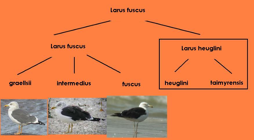 DISCUTIAMO DI......GABBIANI!