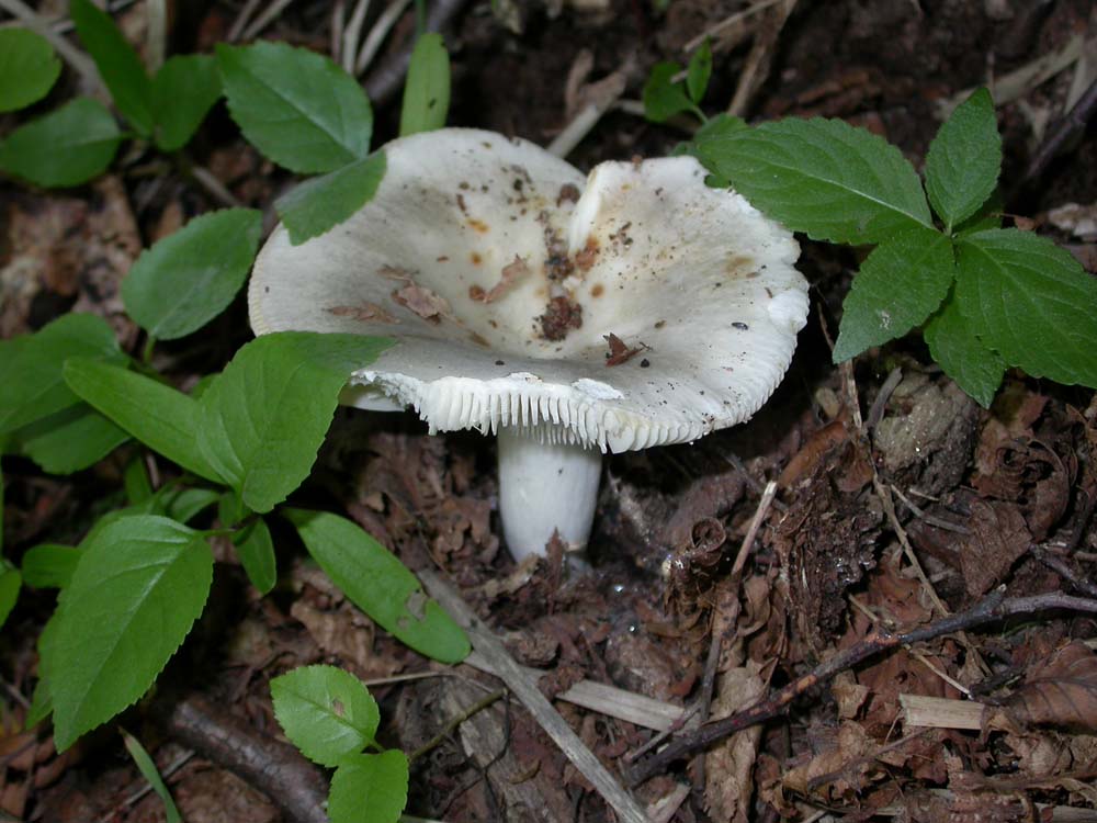 Russula maledetta!!
