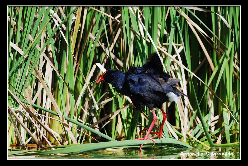 Pollo Sultano- Porphyrio porphyrio  Il R del Molentargius