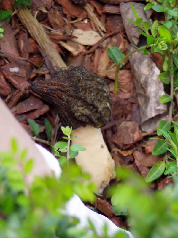 Fungo da determinare